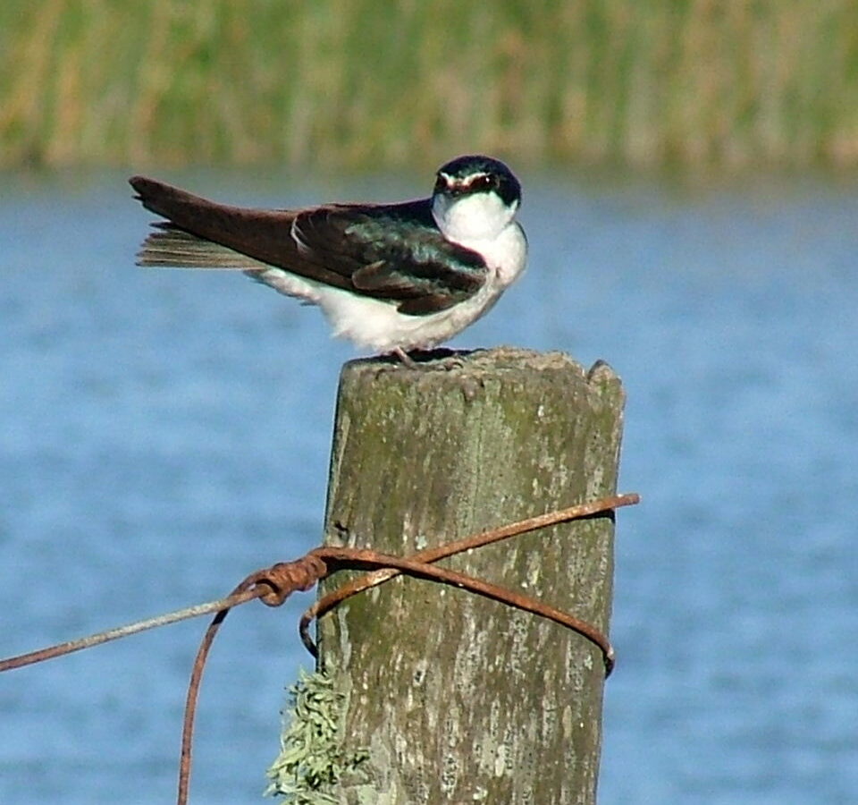 White-rumped Swallow