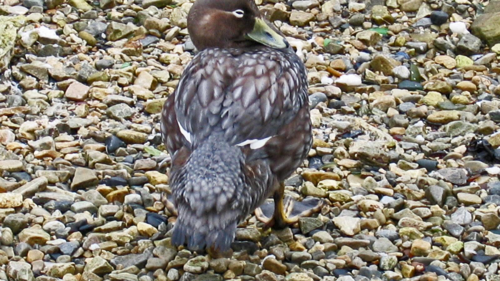 Falkland Steamer Duck