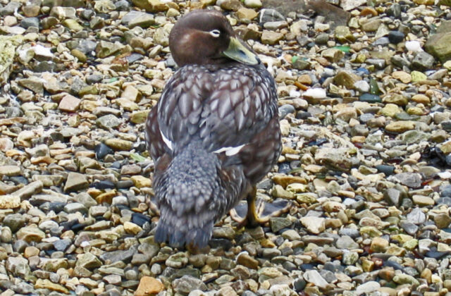 Falkland Steamer Duck