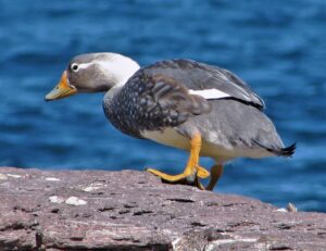 Chubut Steamer Duck