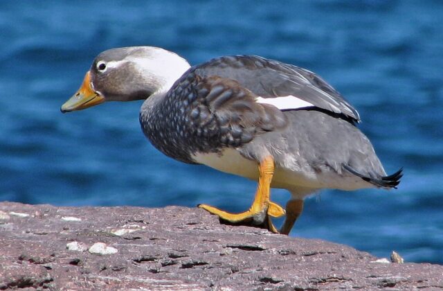 Chubut Steamer Duck