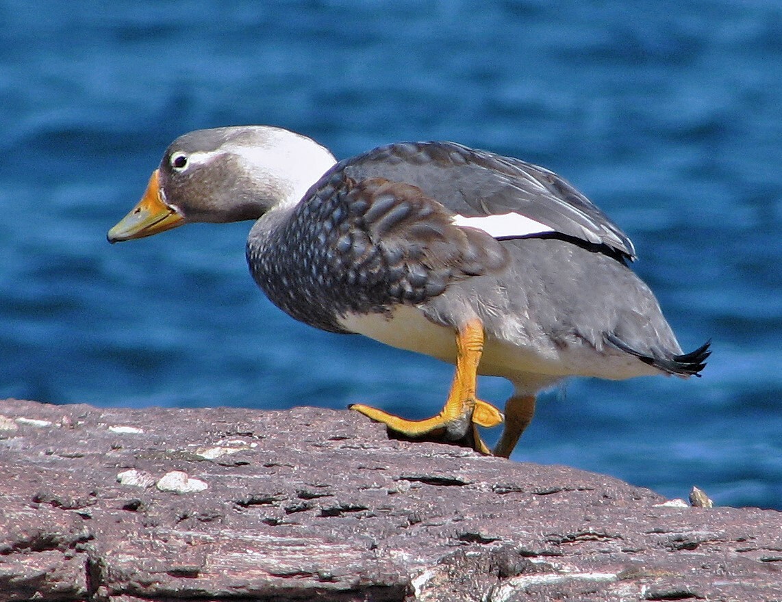 Chubut Steamer Duck