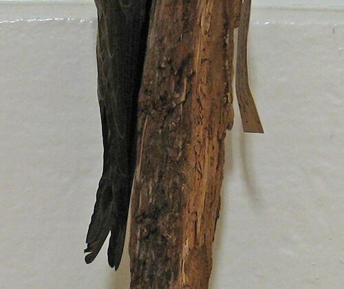Mottled Swift