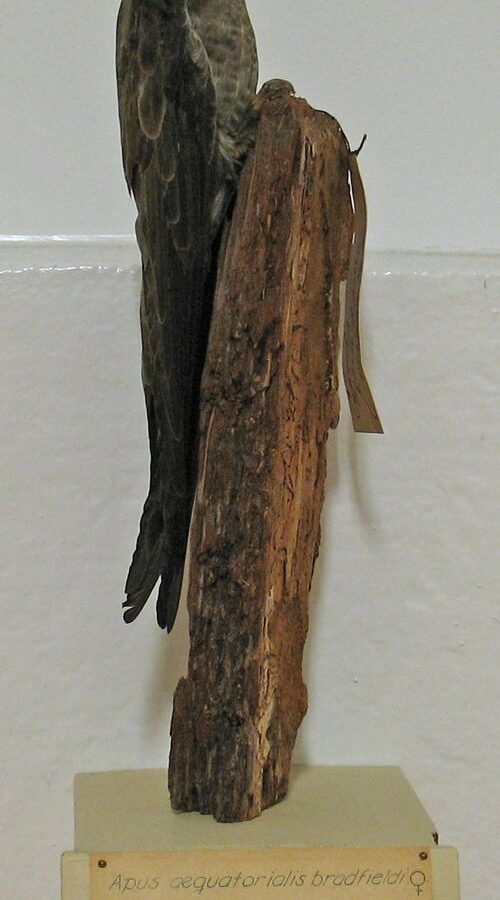 Mottled Swift