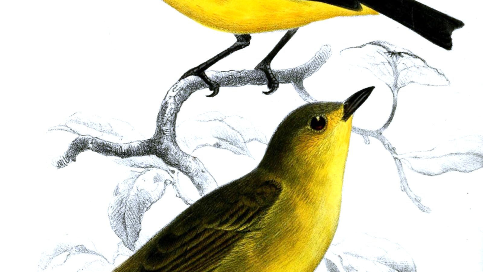 Black-and-yellow Tanager