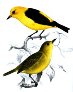 Black-and-yellow Tanager