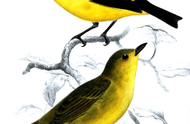 Black-and-yellow Tanager