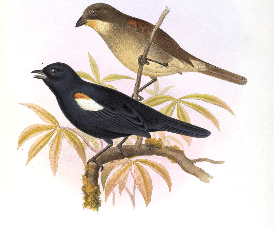 Red-shouldered Tanager