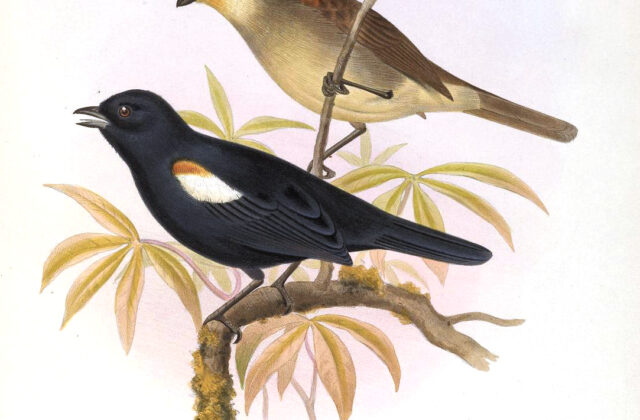 Red-shouldered Tanager