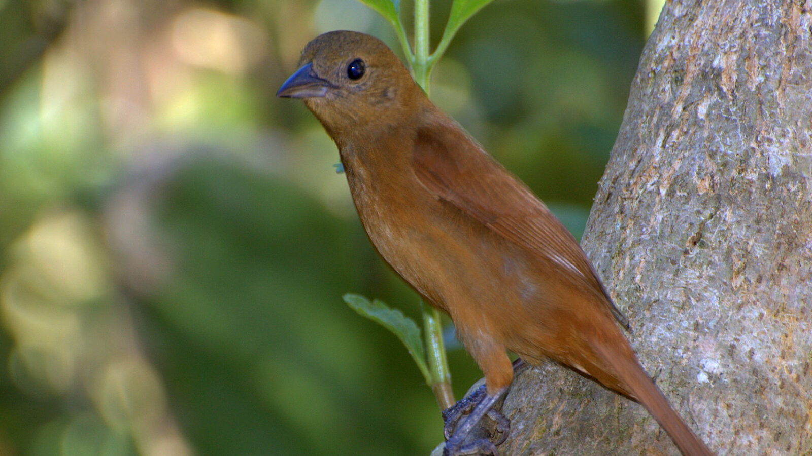 Ruby-crowned Tanager