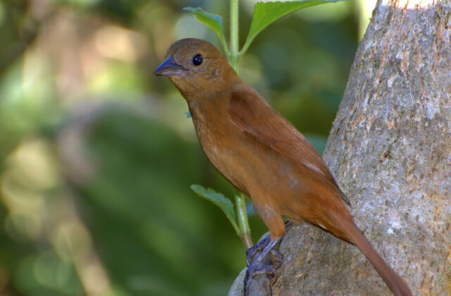 Ruby-crowned Tanager