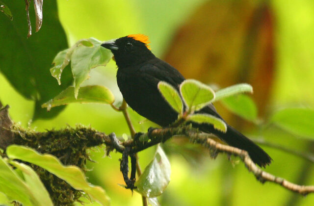 Tawny-crested Tanager