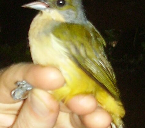 Fulvous-crested Tanager