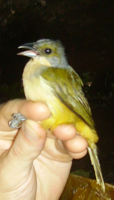 Fulvous-crested Tanager