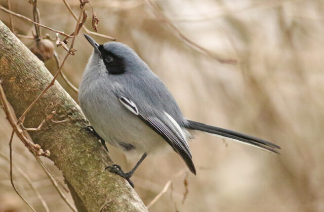 Masked Gnatcatcher