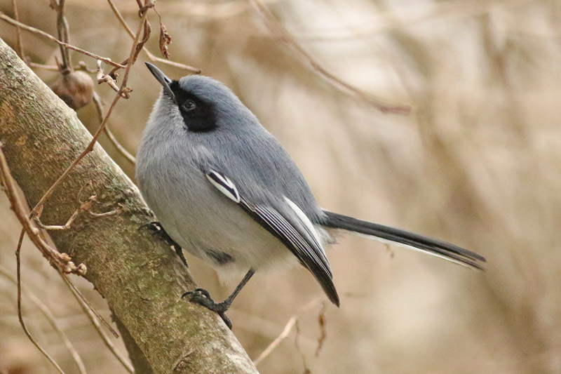 Masked Gnatcatcher
