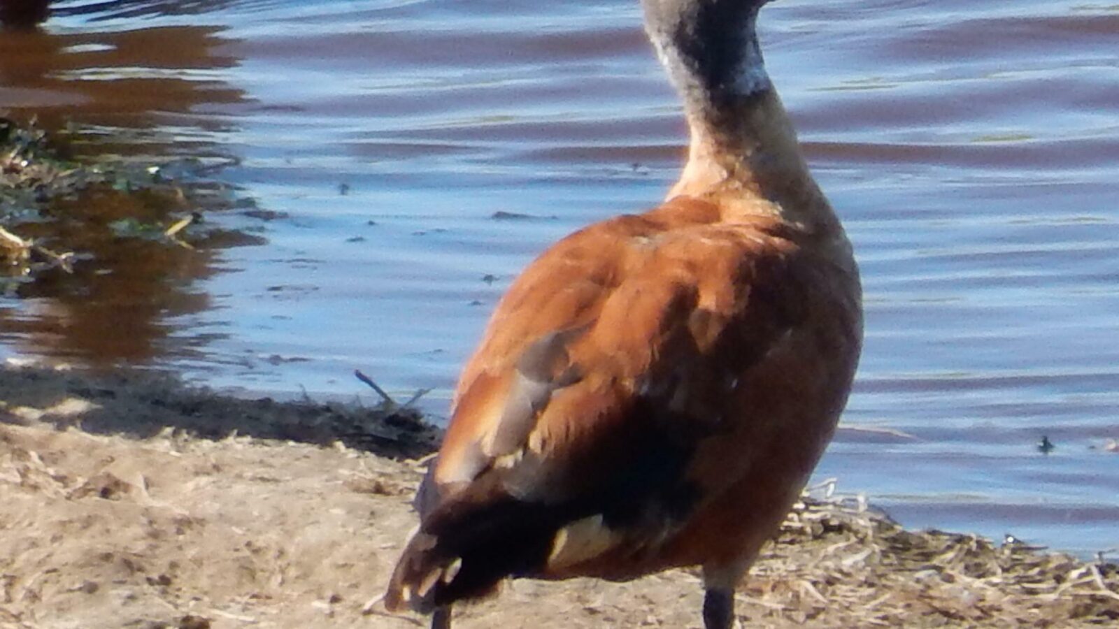 South African Shelduck