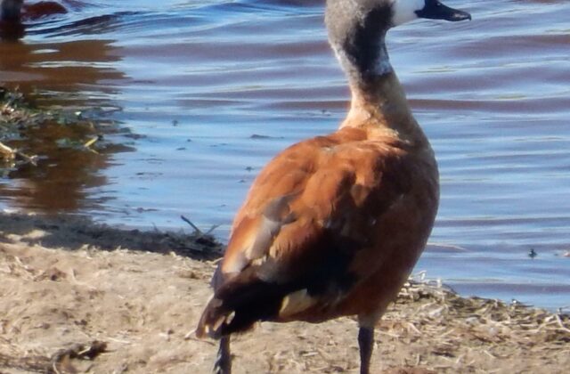 South African Shelduck