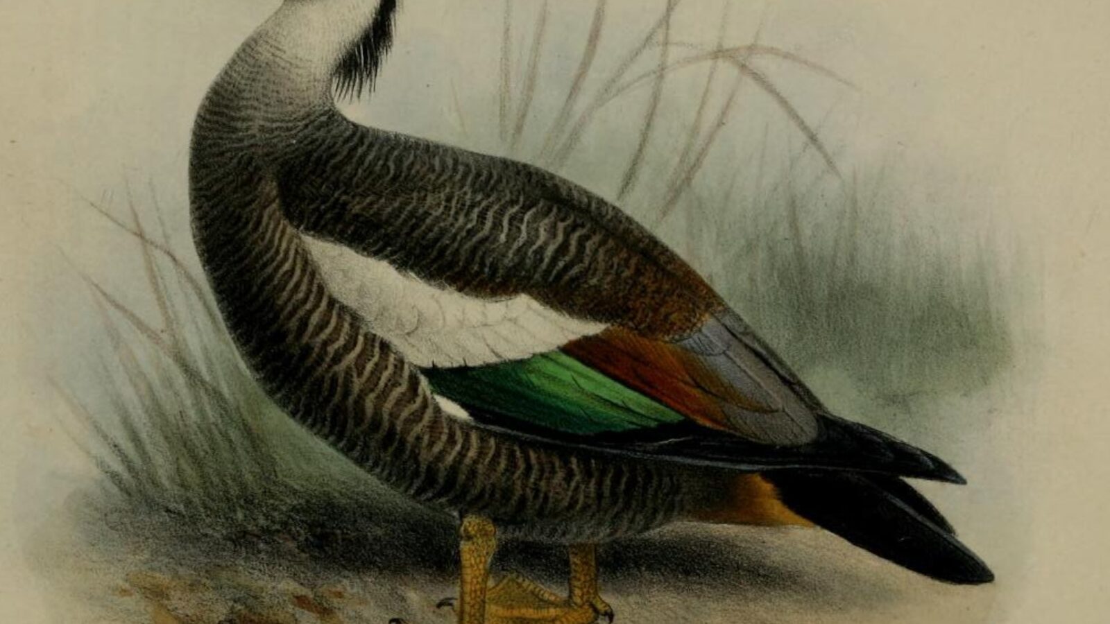 Crested Shelduck