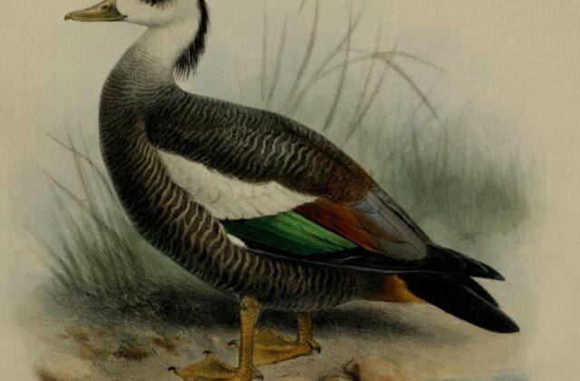 Crested Shelduck