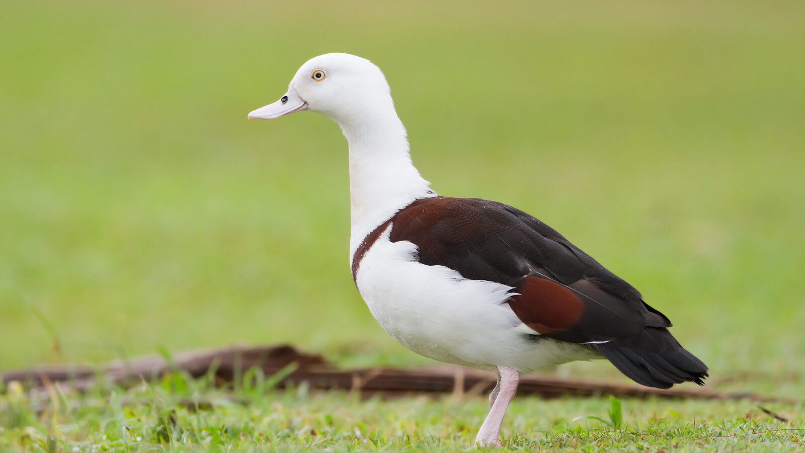 Radjah Shelduck