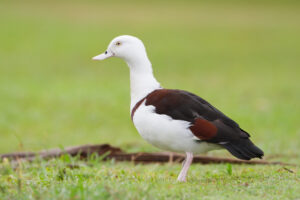 Radjah Shelduck