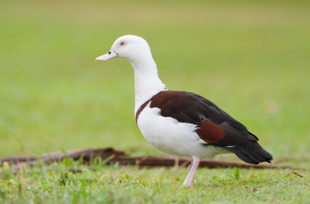 Radjah Shelduck