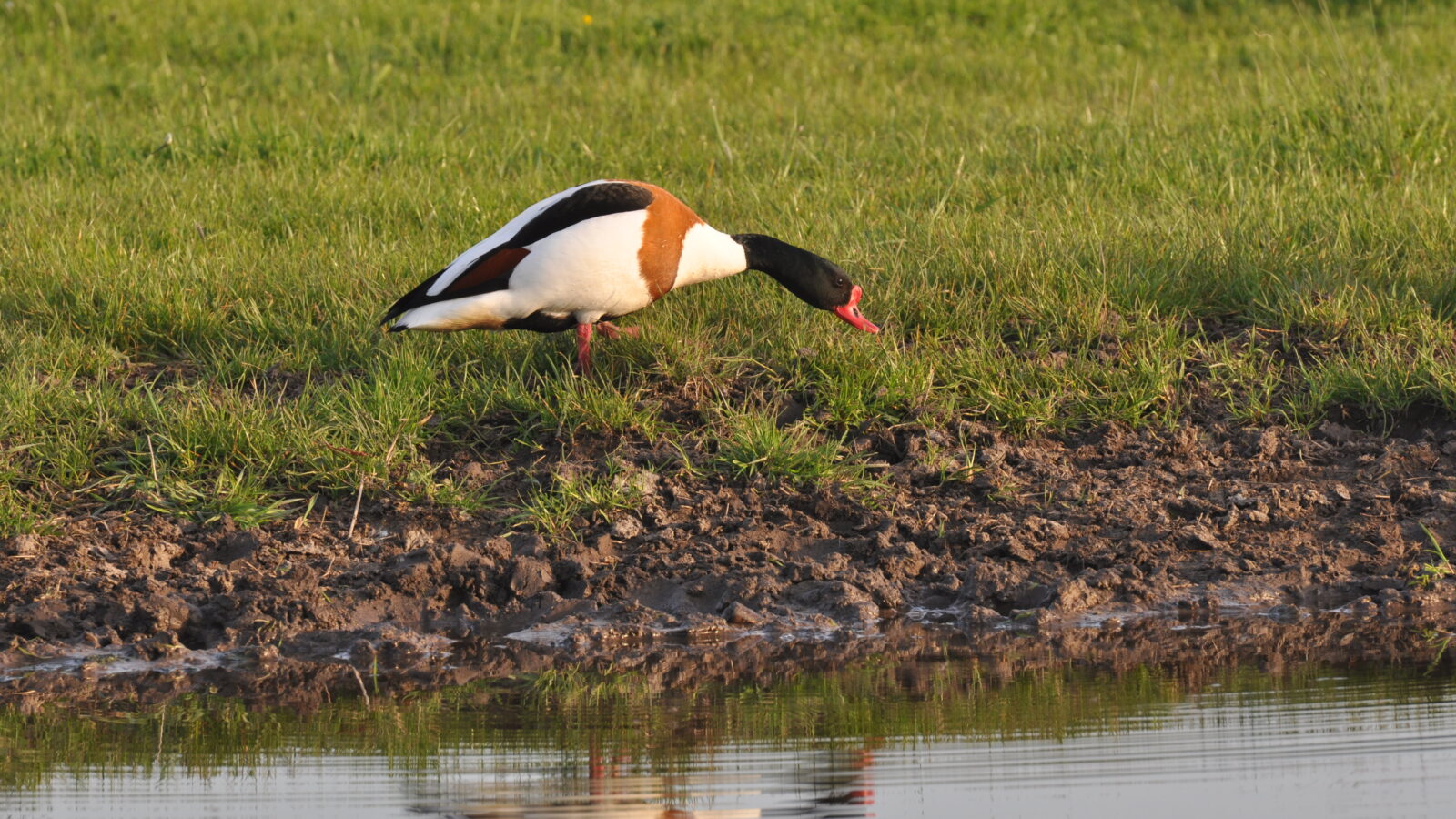 Common Shelduck