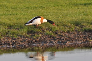 Common Shelduck