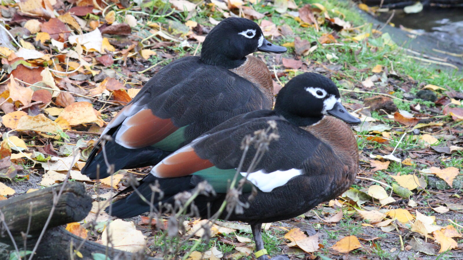 Australian Shelduck