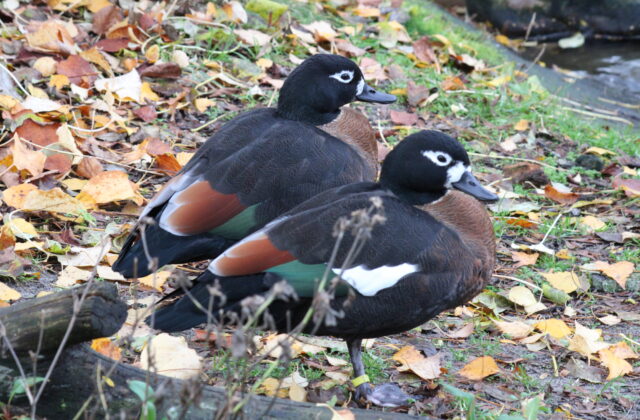 Australian Shelduck
