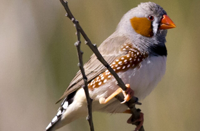Australian Zebra Finch