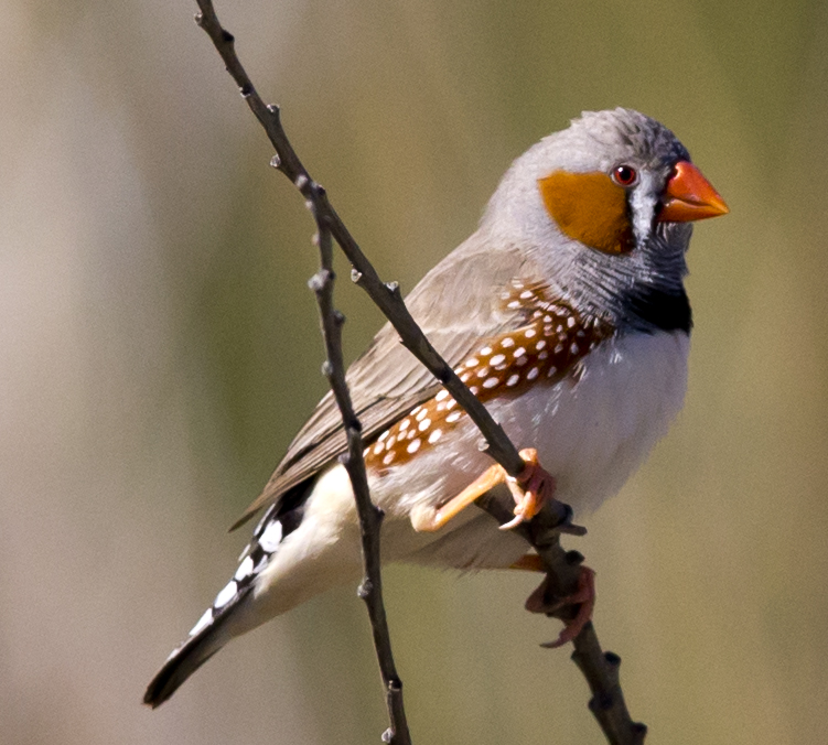 Australian Zebra Finch