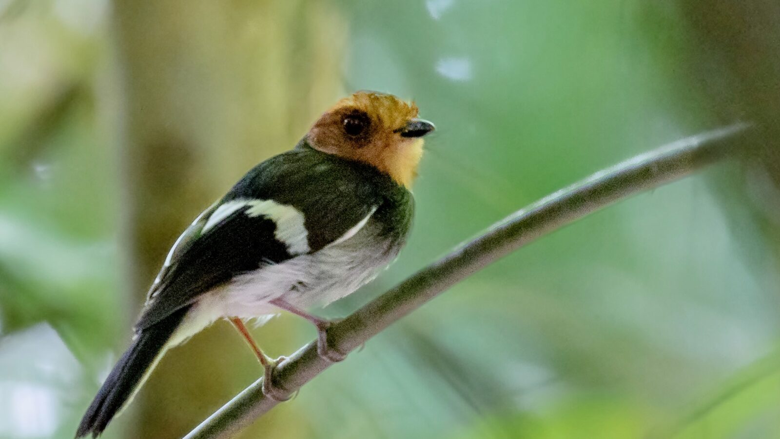 Black-chested Tyrant