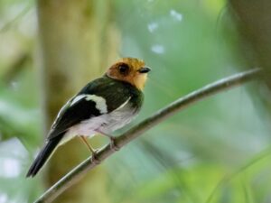Black-chested Tyrant