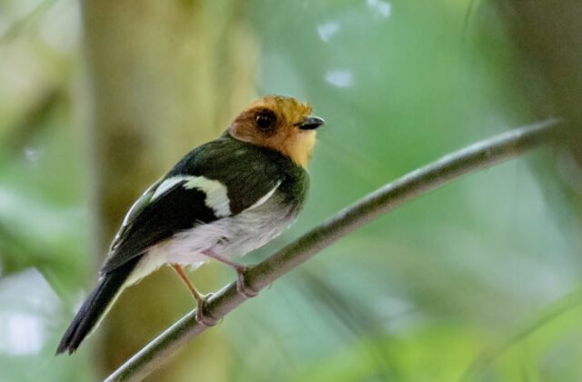 Black-chested Tyrant