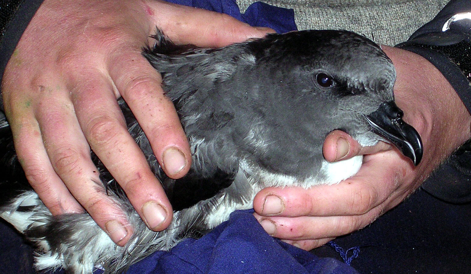 Magenta Petrel