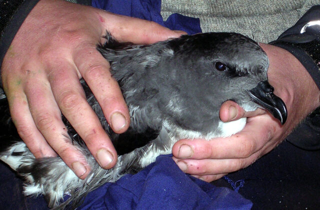 Magenta Petrel