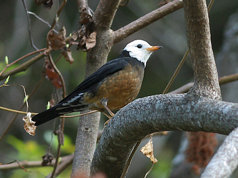 Taiwan Thrush