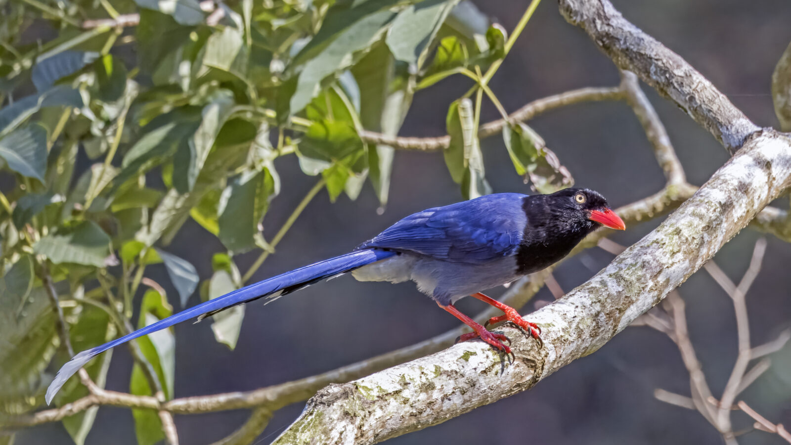 Taiwan Blue Magpie