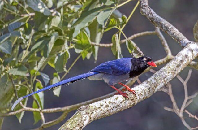 Taiwan Blue Magpie