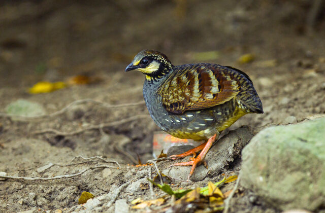 Taiwan Partridge
