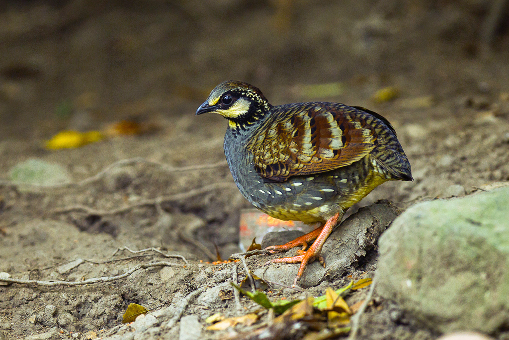 Taiwan Partridge