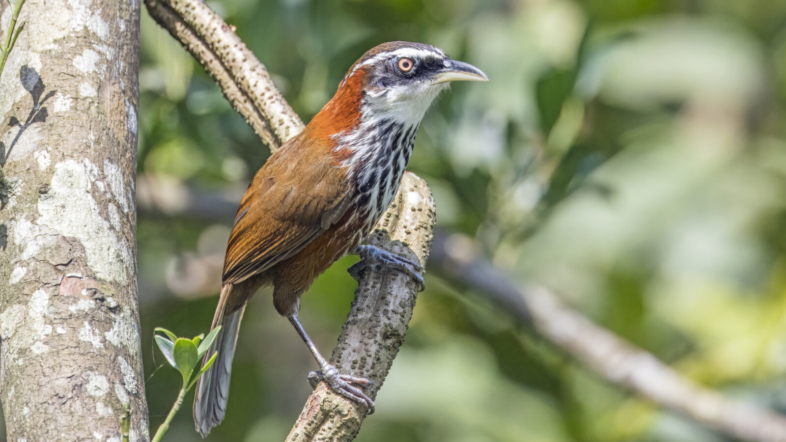 Taiwan Scimitar Babbler