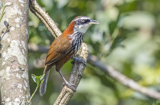 Taiwan Scimitar Babbler