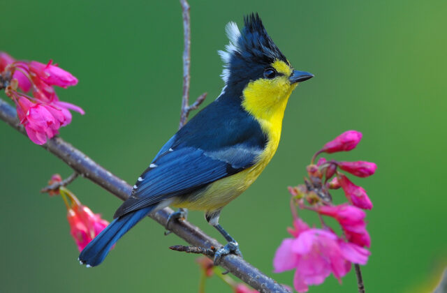 Yellow Tit