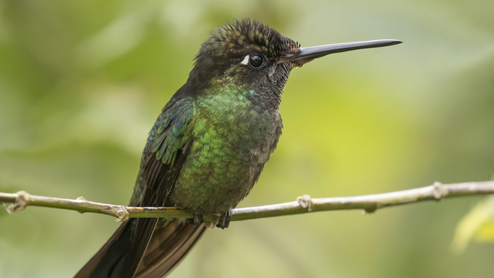 Talamanca Hummingbird