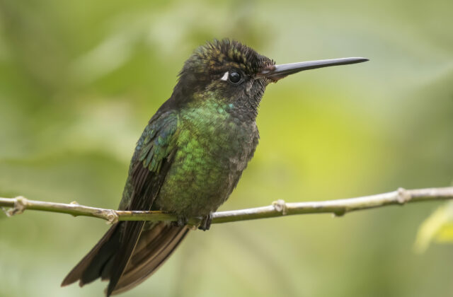 Talamanca Hummingbird