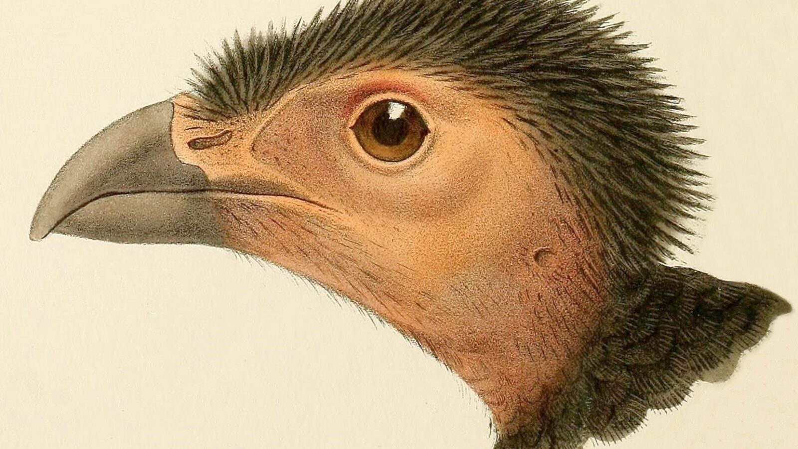 Collared Brushturkey
