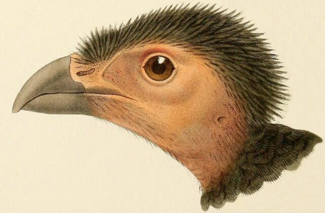Collared Brushturkey